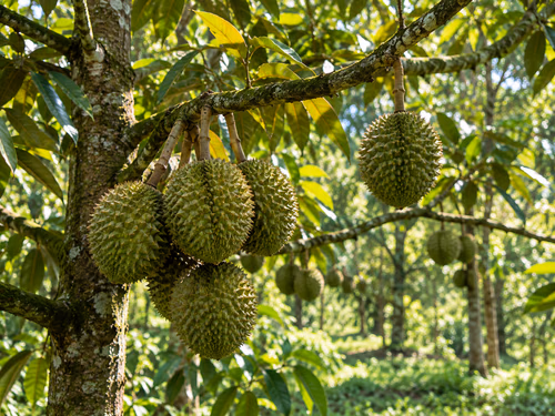 Durian bergelantungan di pohon, siap dipanen